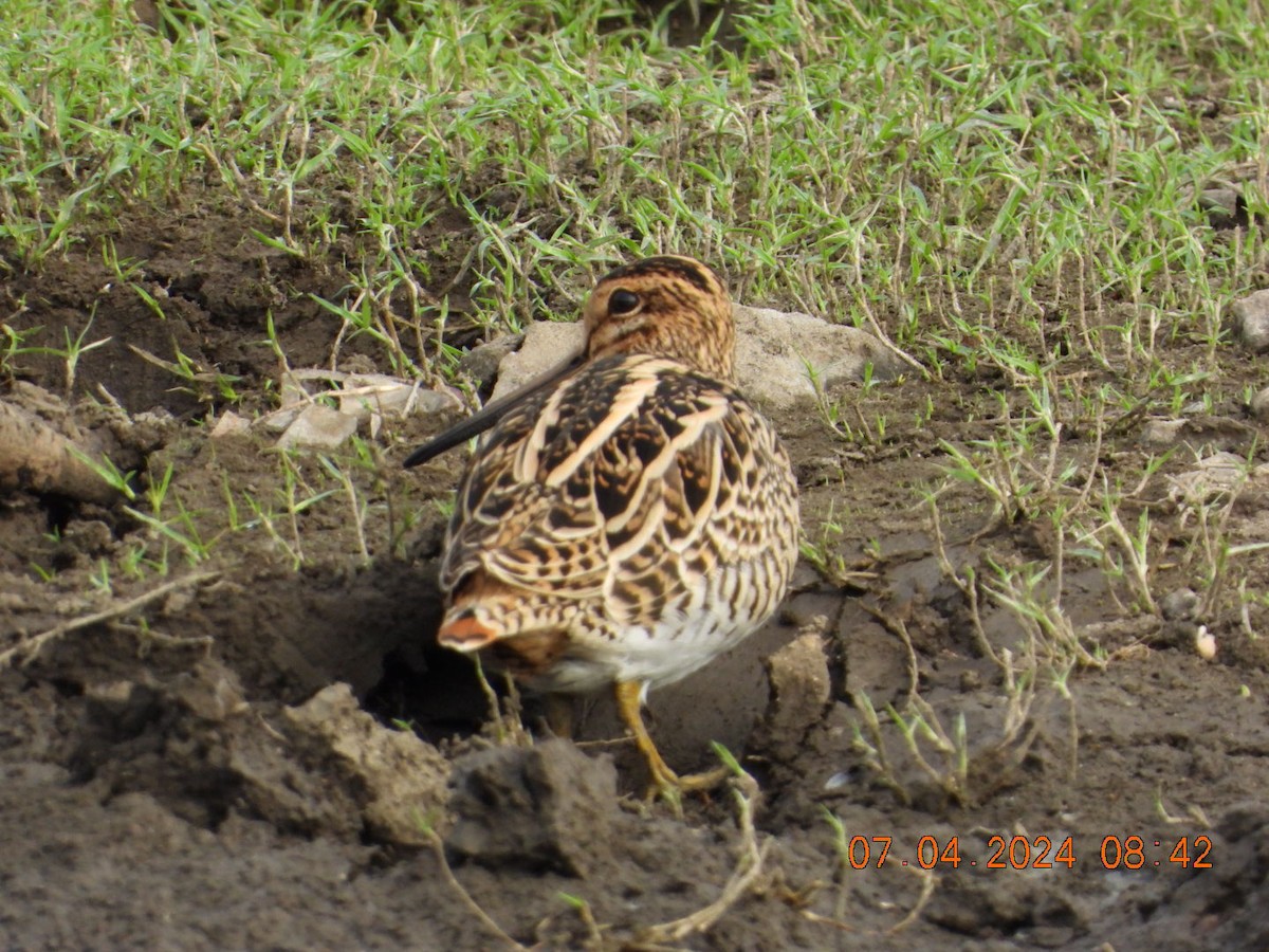 Common Snipe - ML617025487