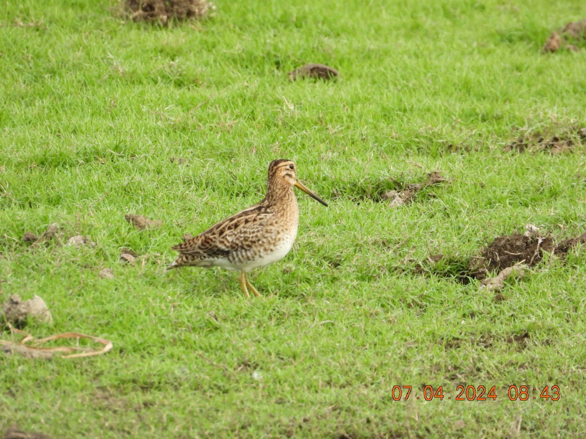 Common Snipe - ML617025488