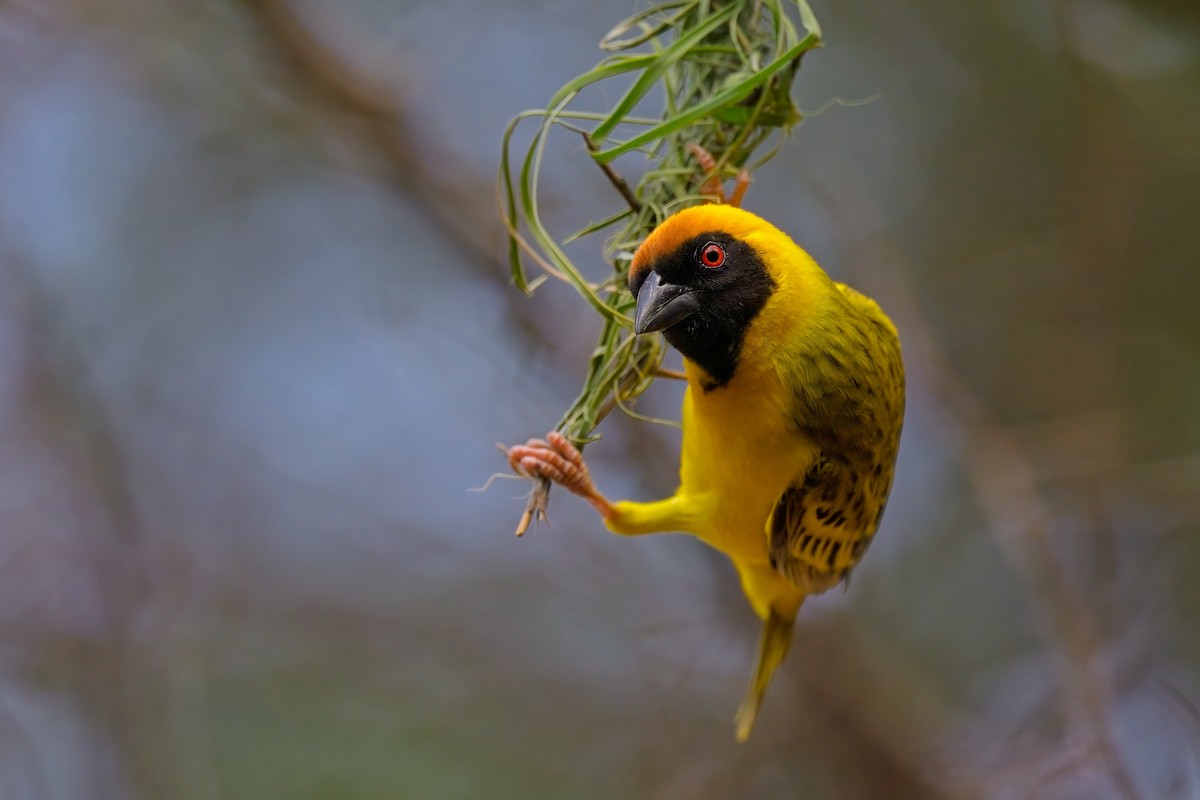 Southern Masked-Weaver - ML617025510