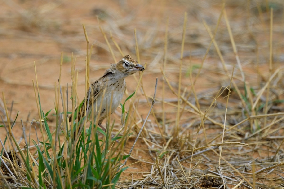 krattlerke (africanoides gr.) - ML617025525