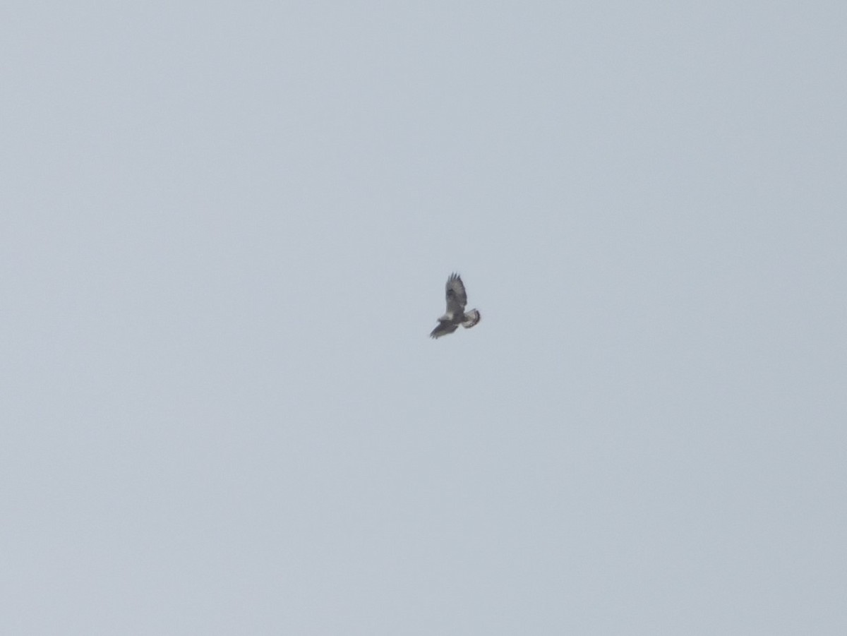 Rough-legged Hawk - ML617025556