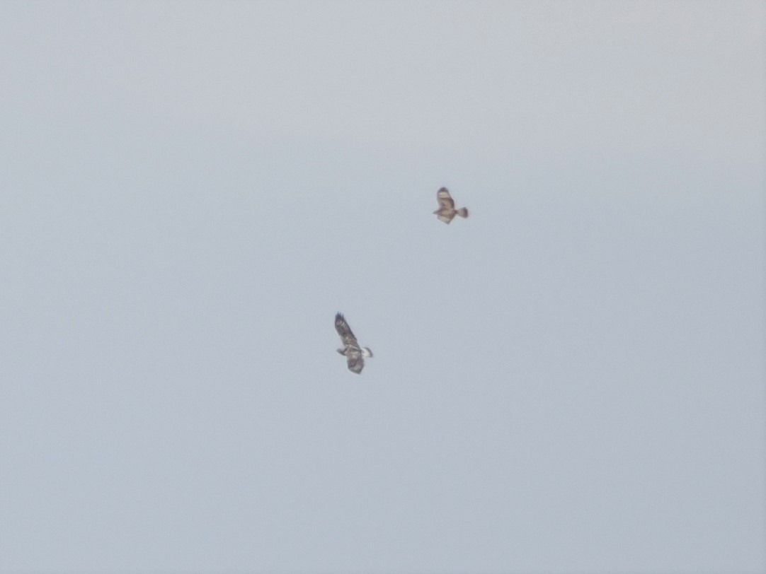 Rough-legged Hawk - ML617025557