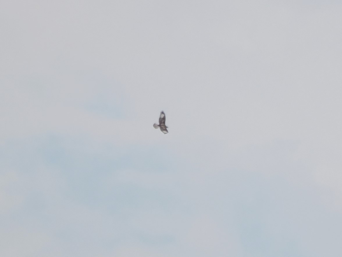 Upland Buzzard - ML617025560