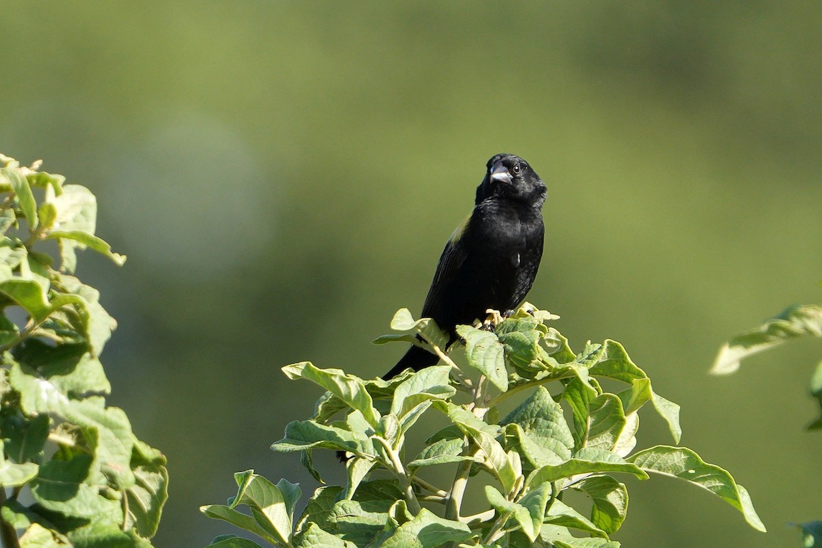 Yellow-mantled Widowbird - ML617025565