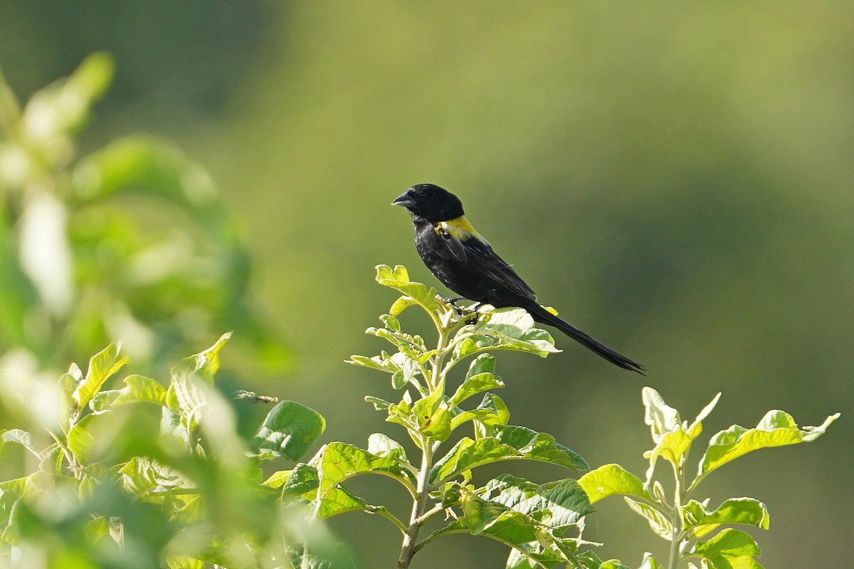 Yellow-mantled Widowbird - ML617025566