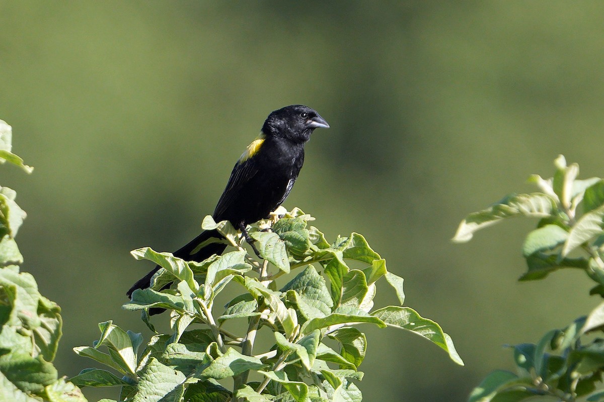 Yellow-mantled Widowbird - ML617025567