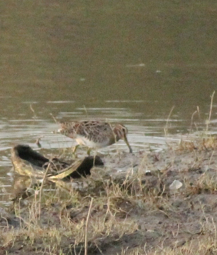 Common Snipe - ML617025607