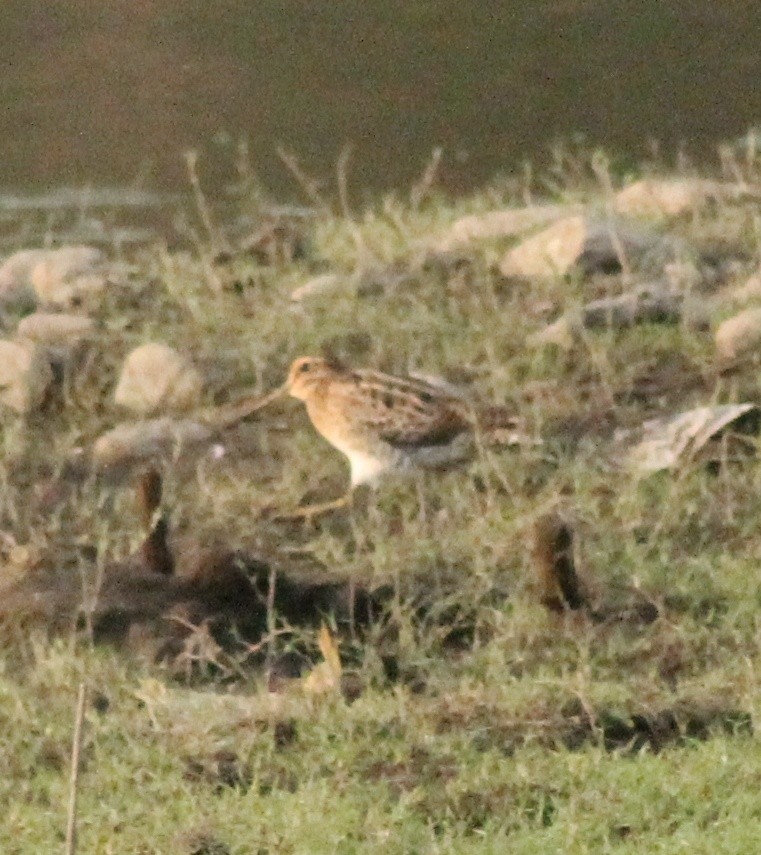 Common Snipe - ML617025611