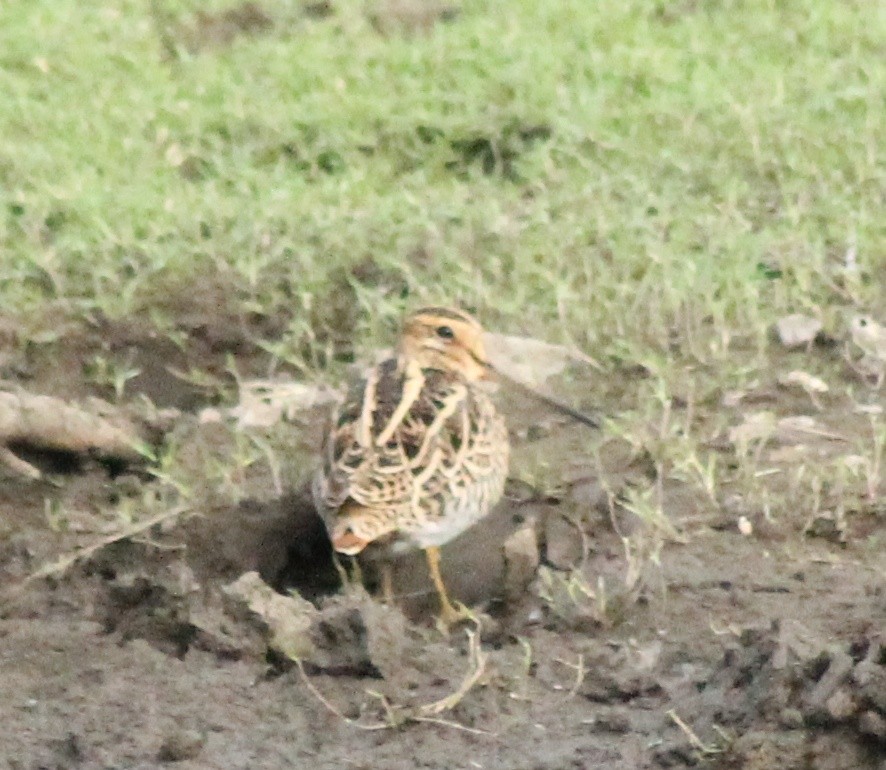 Common Snipe - ML617025615