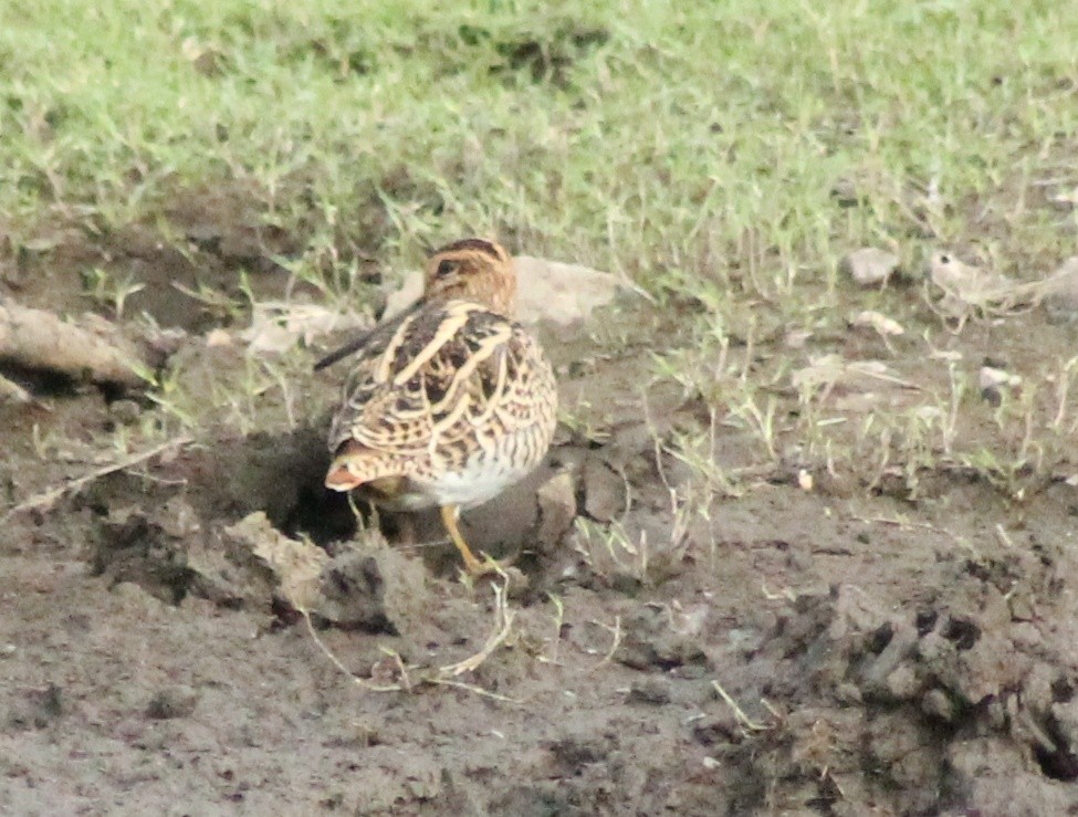 Common Snipe - ML617025616