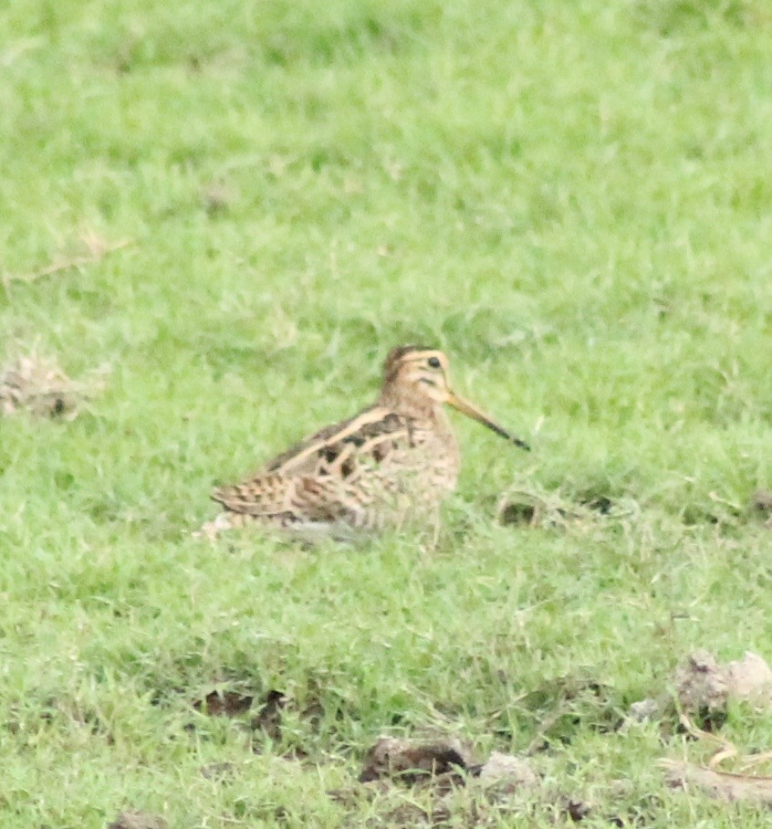 Common Snipe - ML617025621