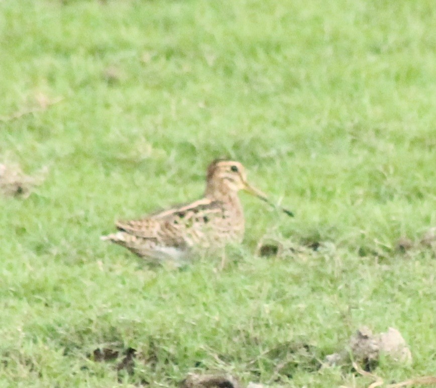 Common Snipe - ML617025623