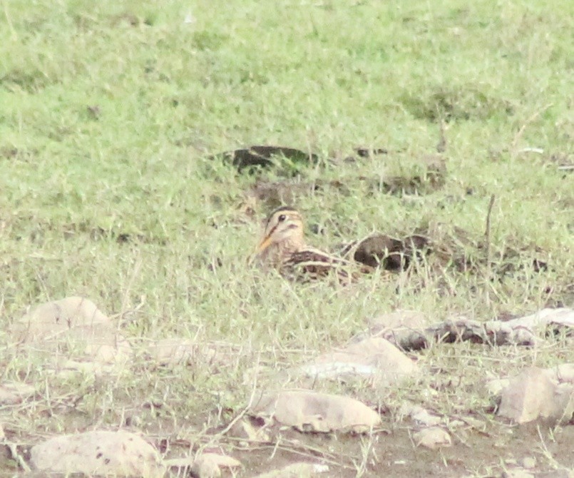 Common Snipe - ML617025628