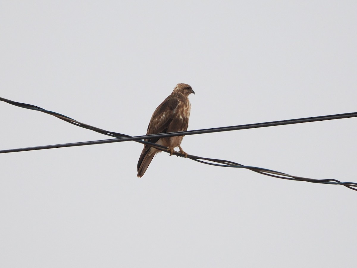 Eastern Buzzard - Kuan Chih Yu