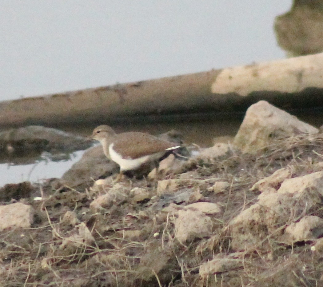 Common Sandpiper - ML617025634