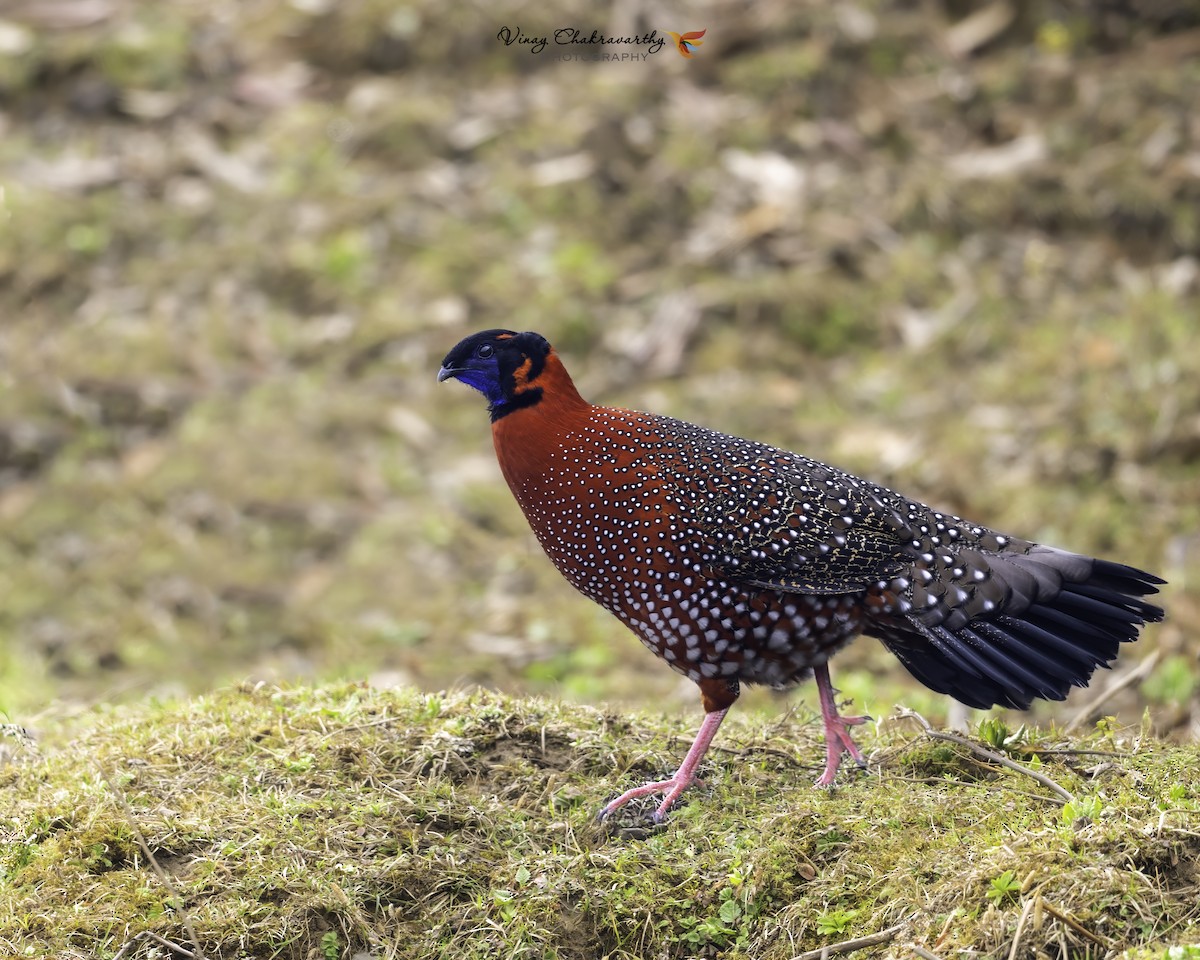 Satyr Tragopan - ML617025658