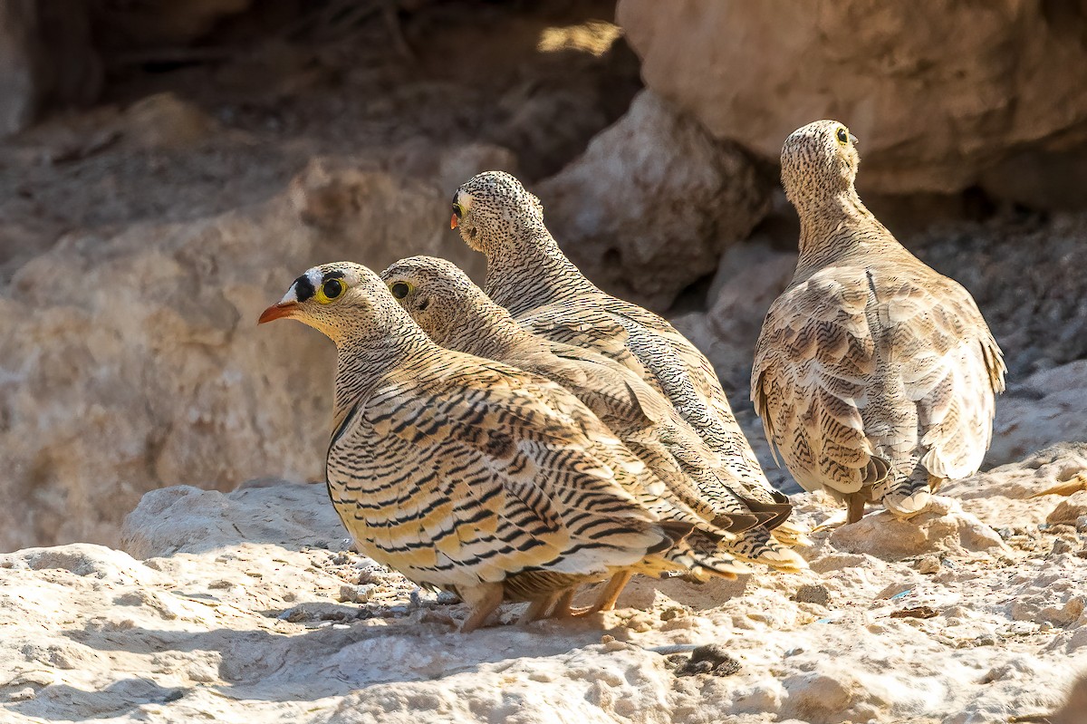 Lichtenstein's Sandgrouse - ML617025661