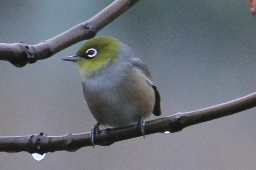 Silvereye - ML617025678