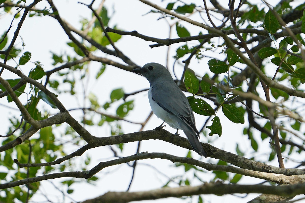 White-breasted Cuckooshrike - ML617025720