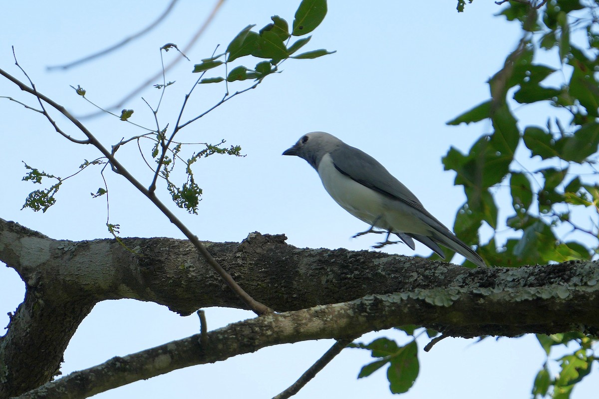 White-breasted Cuckooshrike - Dave Rimmer