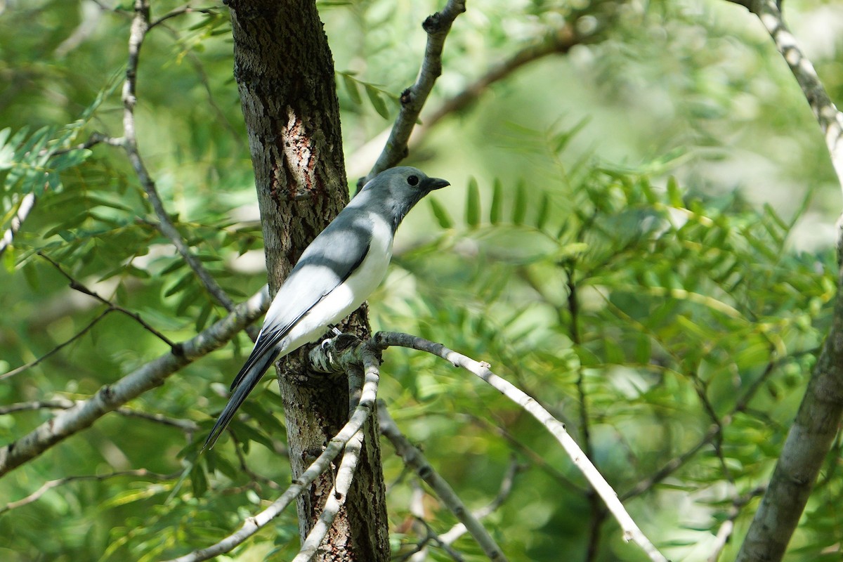 White-breasted Cuckooshrike - ML617025722