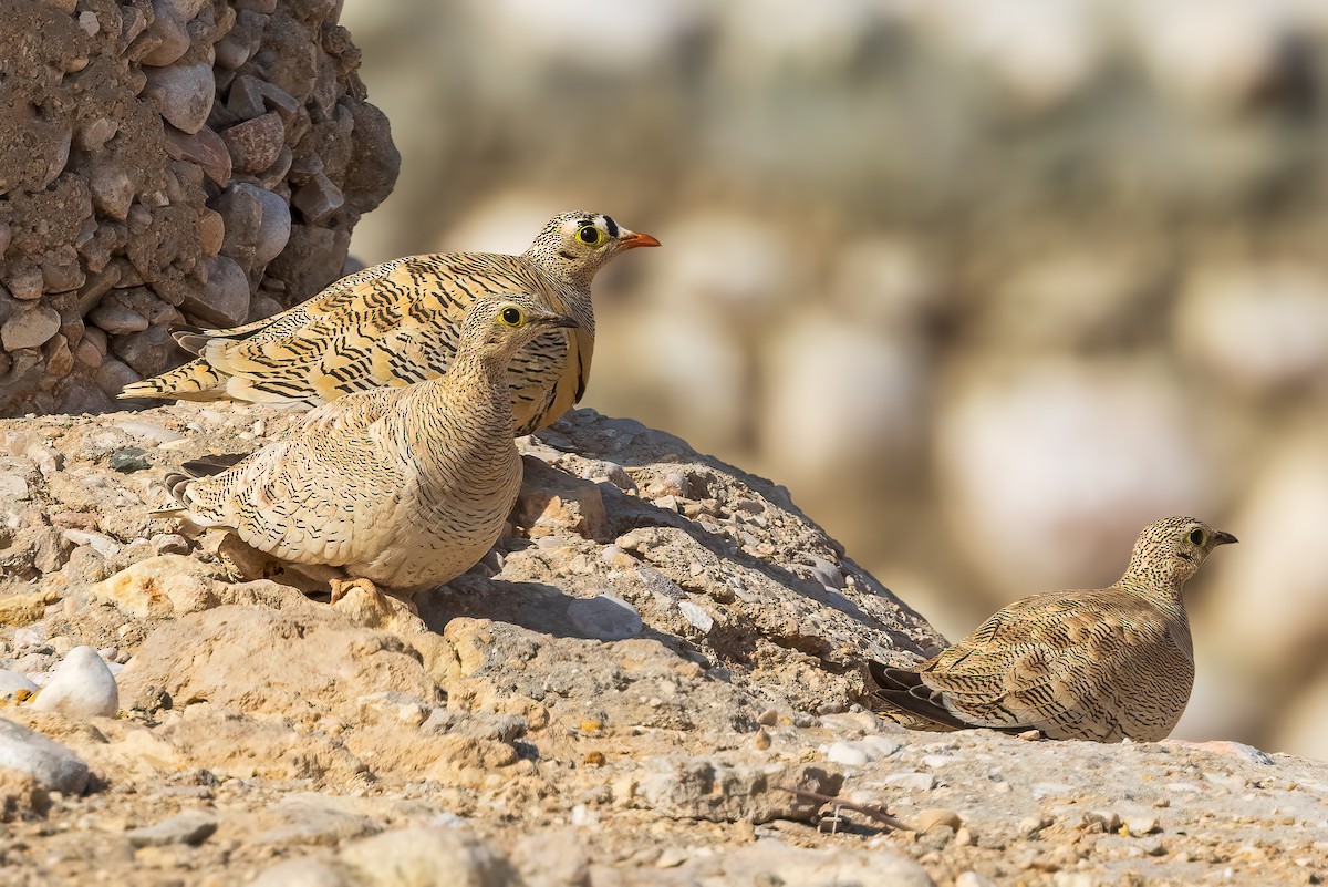 Lichtenstein's Sandgrouse - ML617025807