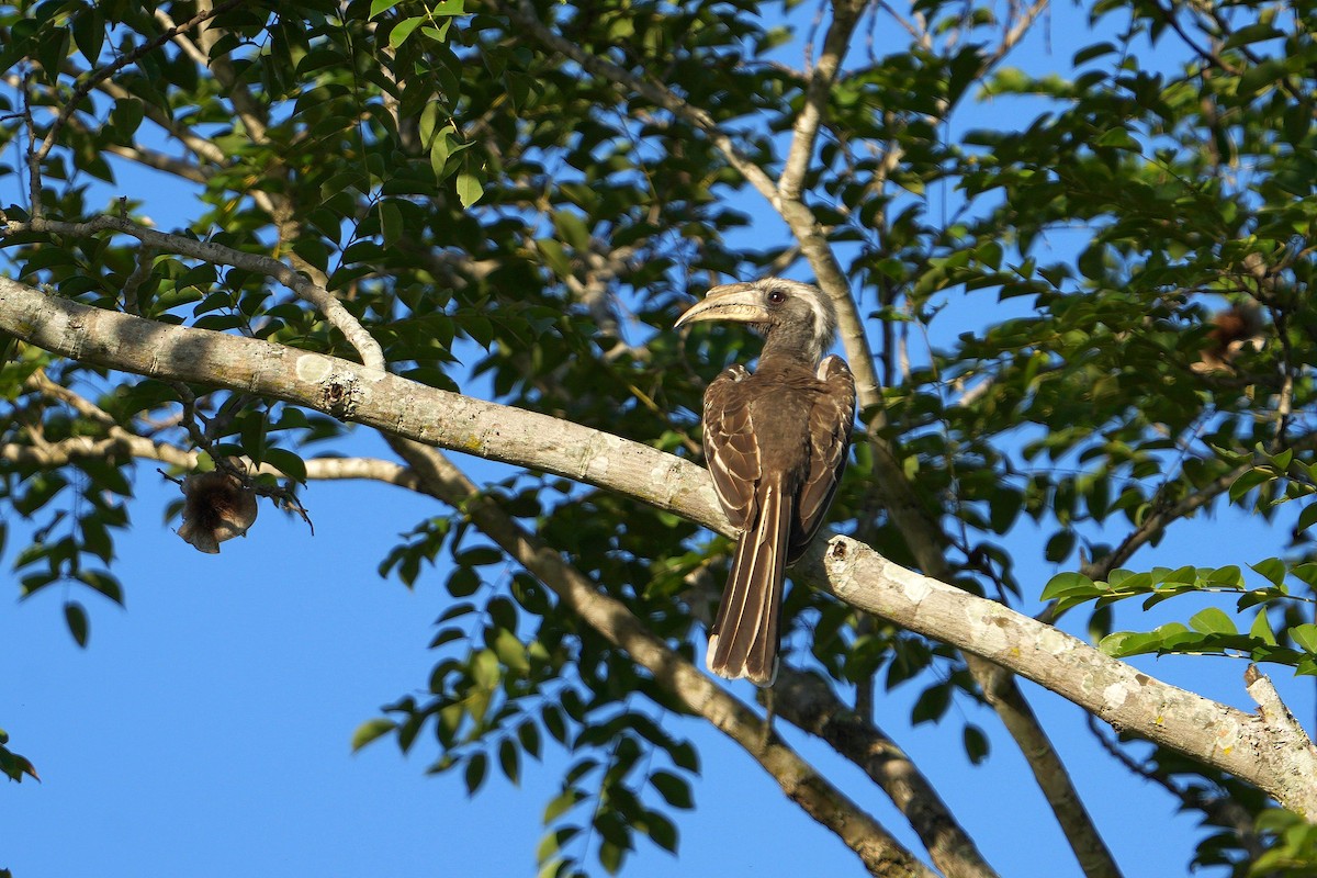 Pale-billed Hornbill - Dave Rimmer