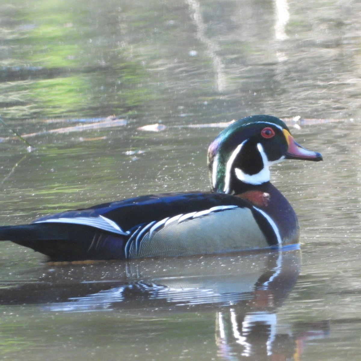 Wood Duck - ML617025823