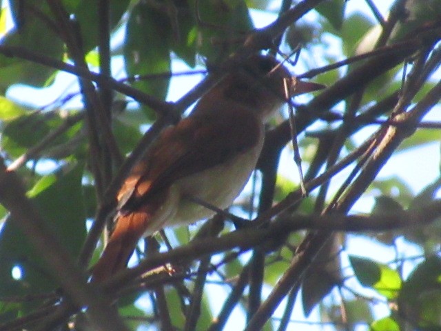 Rufous Casiornis - ML617025911