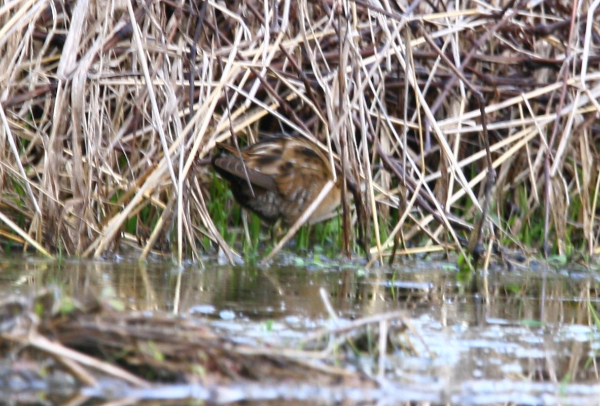 Little Crake - Elan Federico Zucchetti