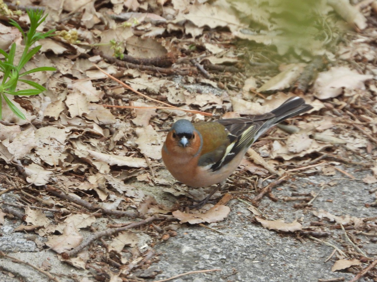 Common Chaffinch - Francisco Molinero