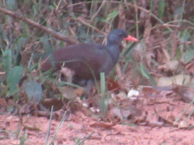 Tinamou tataupa - ML617025948