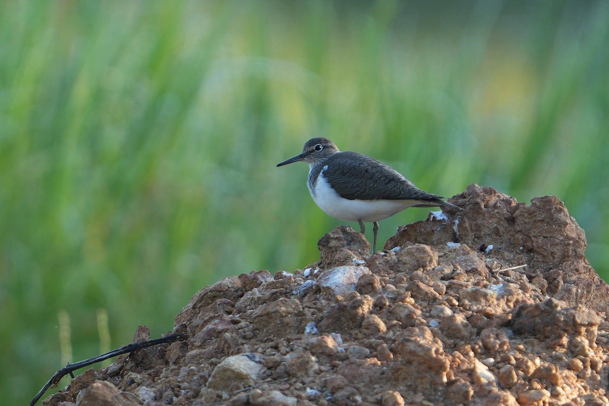 Common Sandpiper - ML617026000