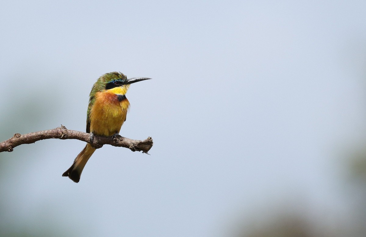 Little Bee-eater - ML617026001