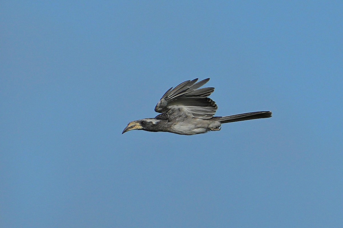 Pale-billed Hornbill - Dave Rimmer