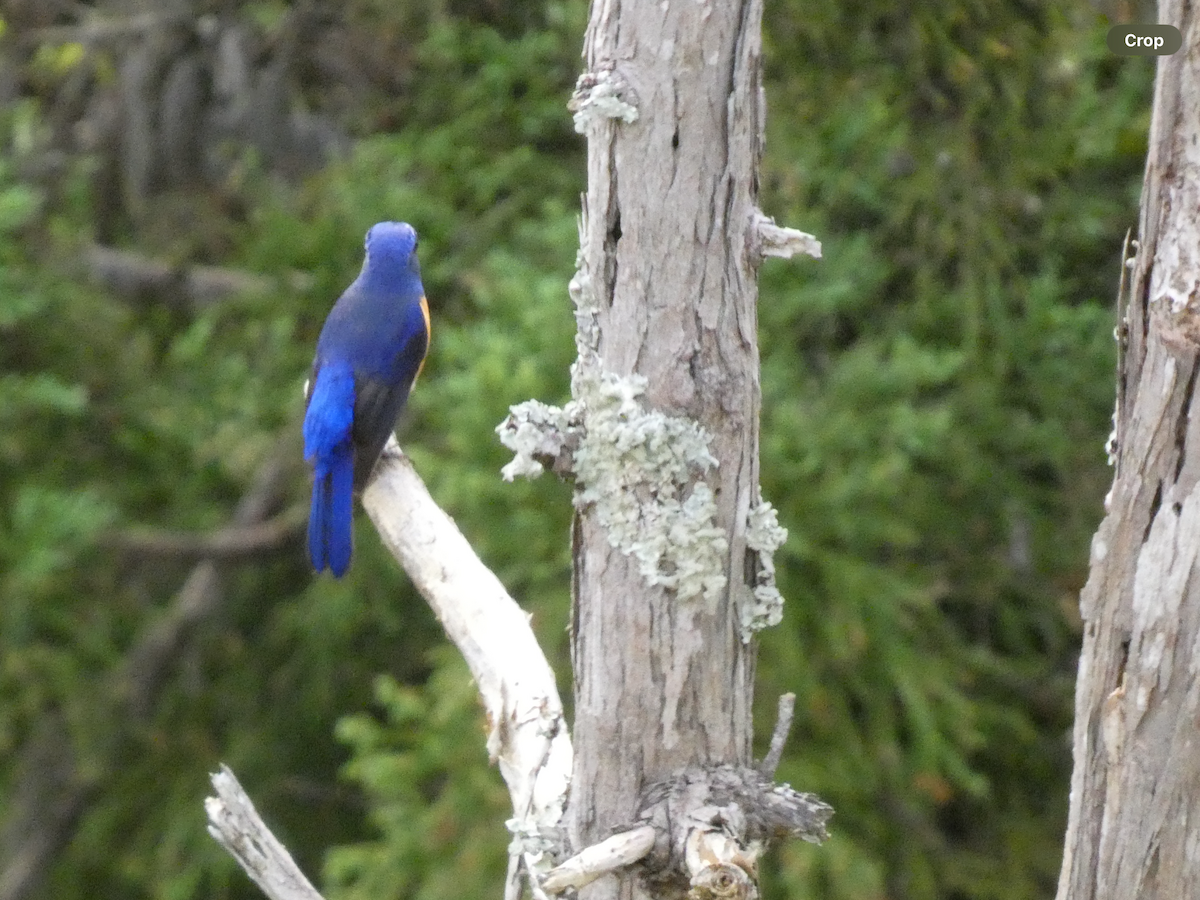 Taiwan Vivid Niltava - Carolyn Sanders