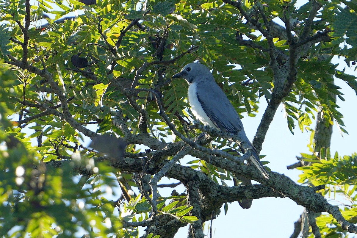 White-breasted Cuckooshrike - ML617026052