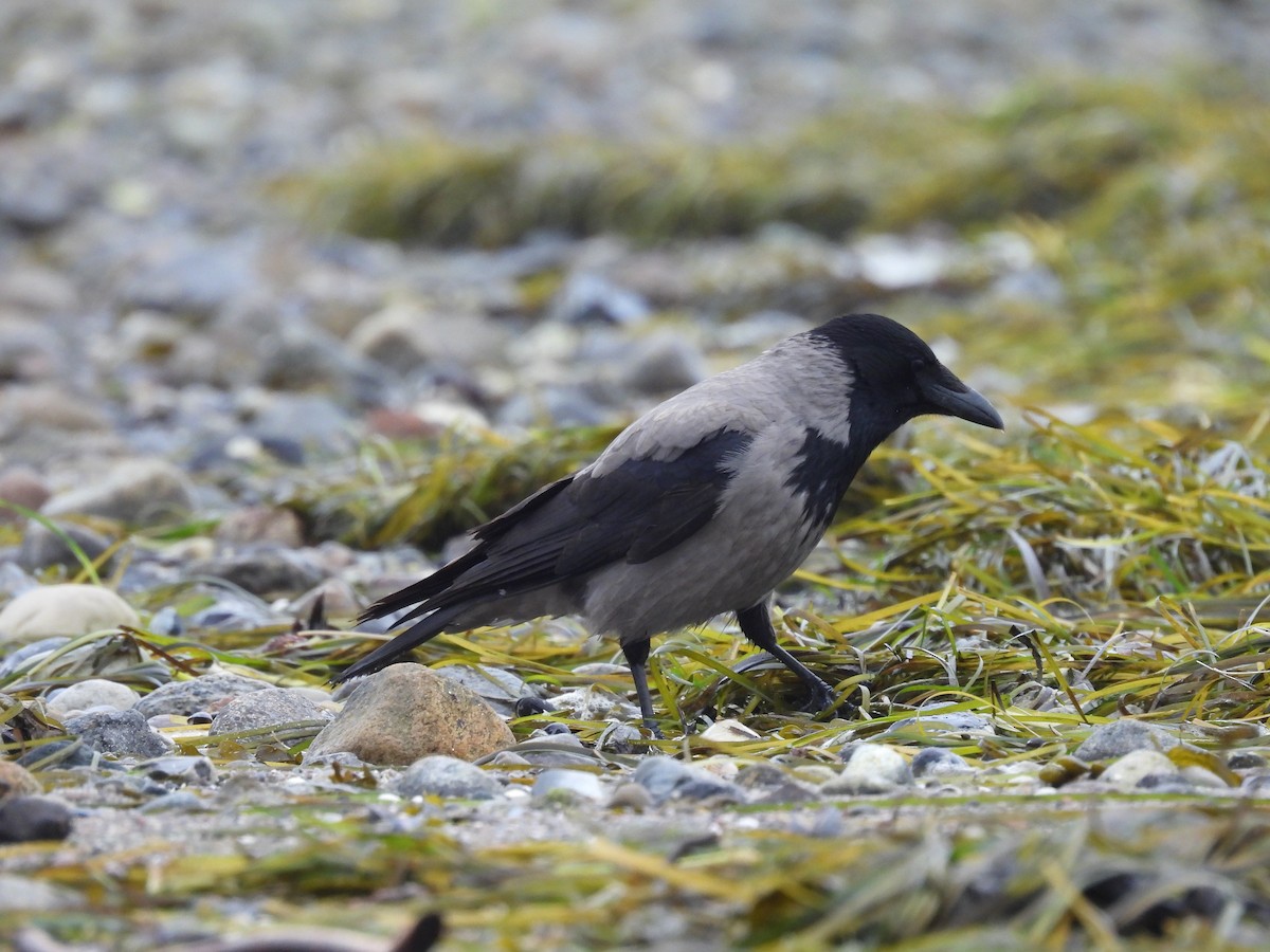 Hooded Crow - Oier Frias