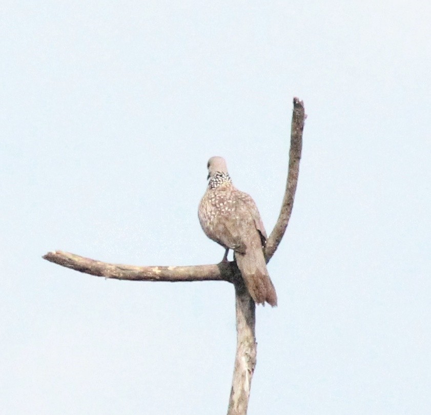 Spotted Dove - ML617026084
