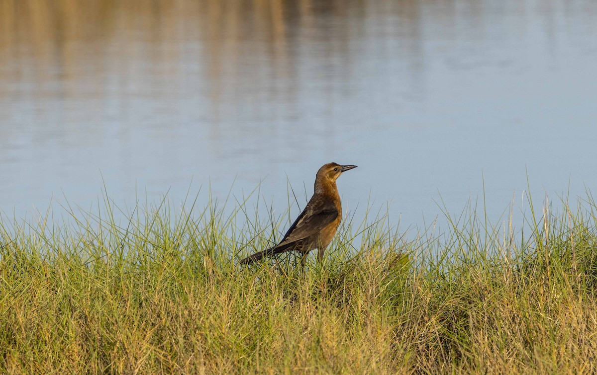 Boat-tailed Grackle - ML617026089