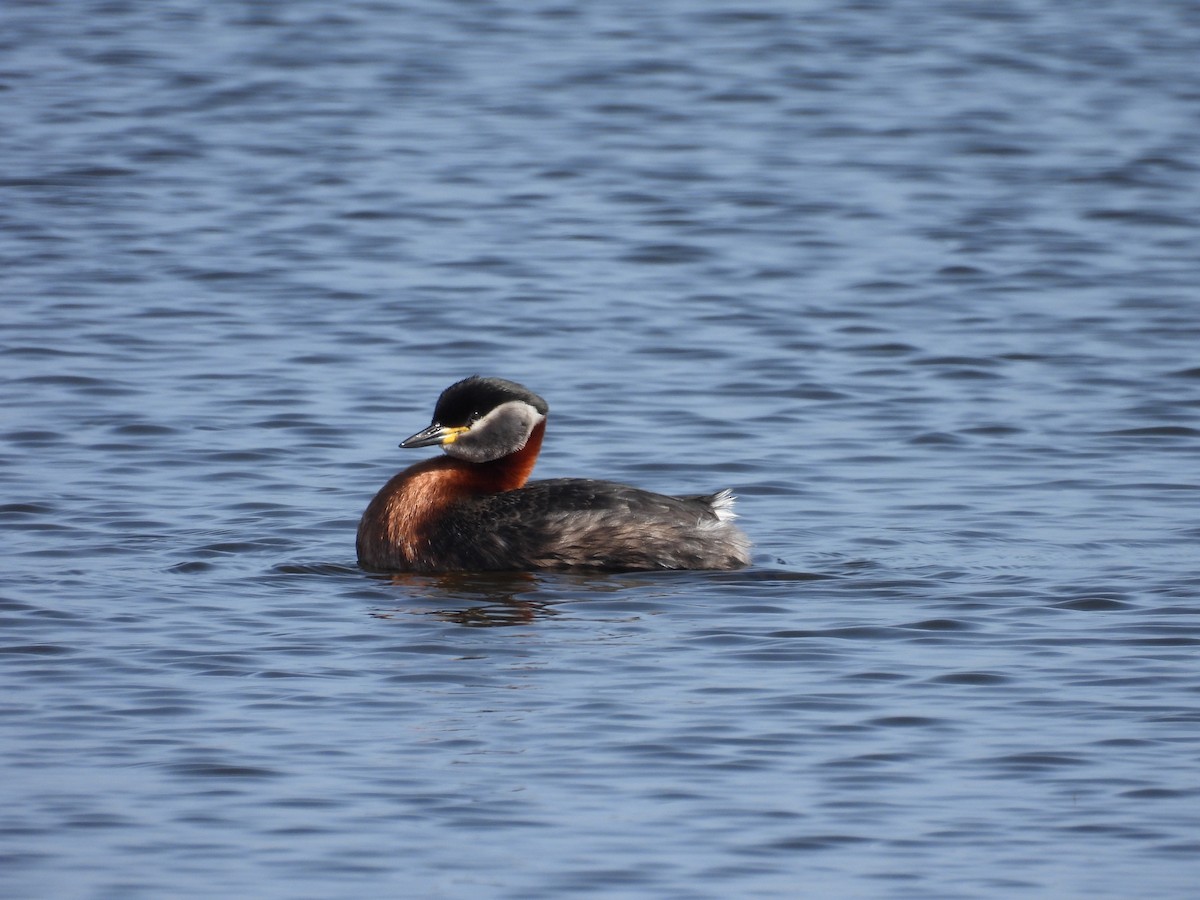 Red-necked Grebe - Oier Frias