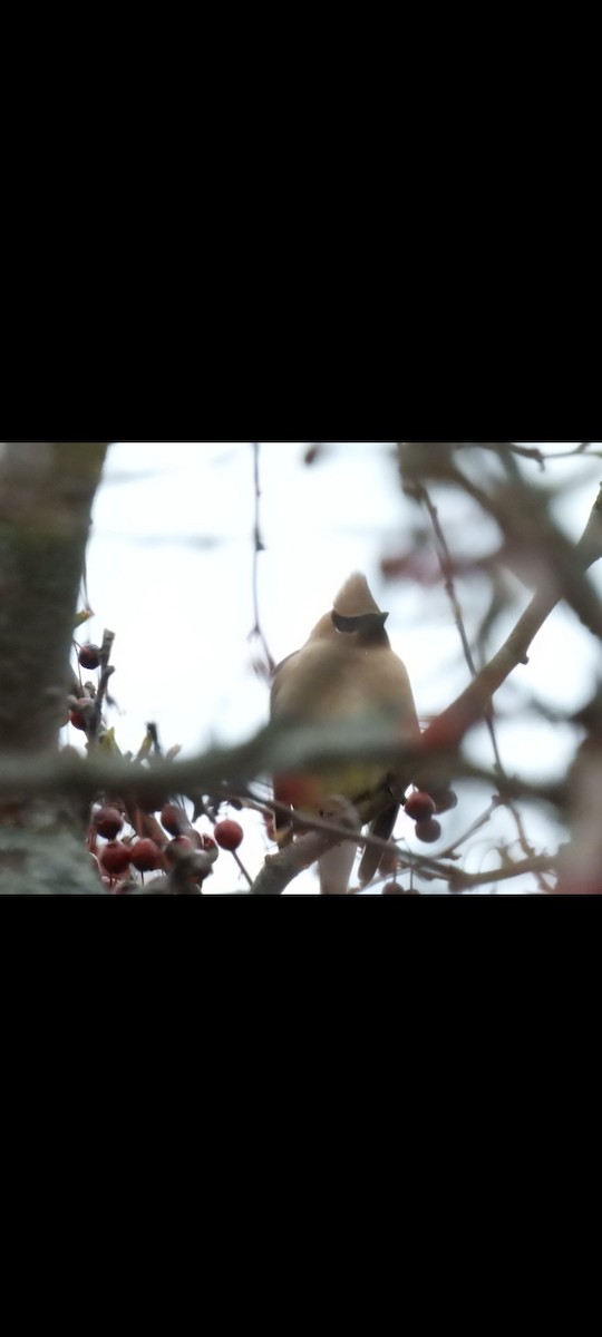 Cedar Waxwing - ML617026097