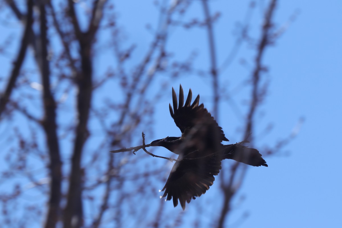 Common Raven - Thomas Flake