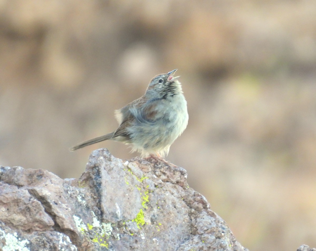 Rufous-crowned Sparrow - DL C