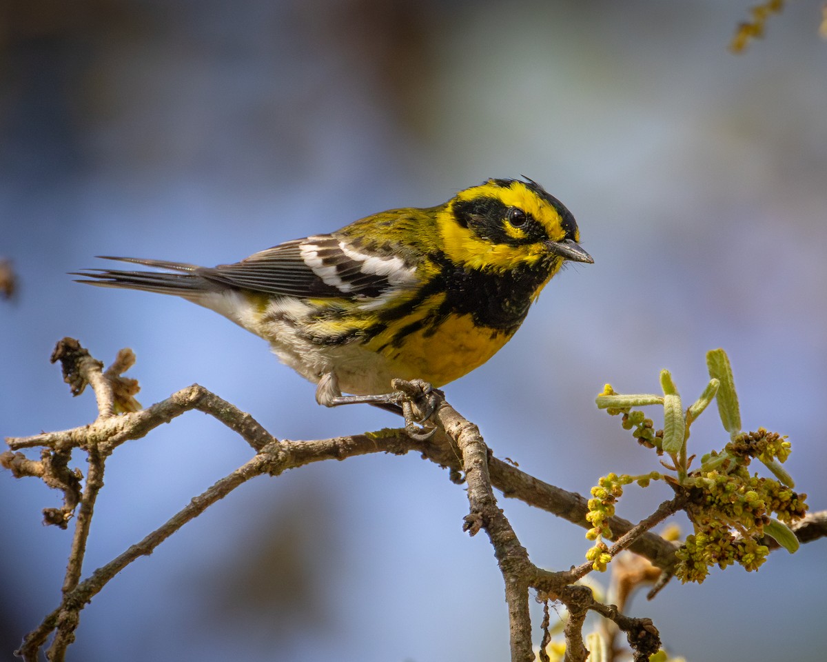 Townsend's Warbler - ML617026165