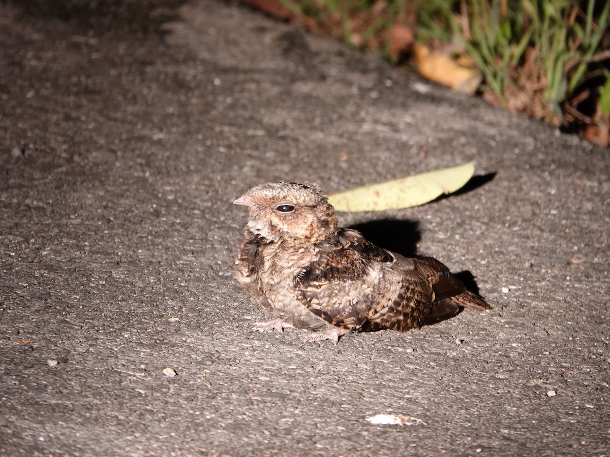 nightjar sp. - ML617026166