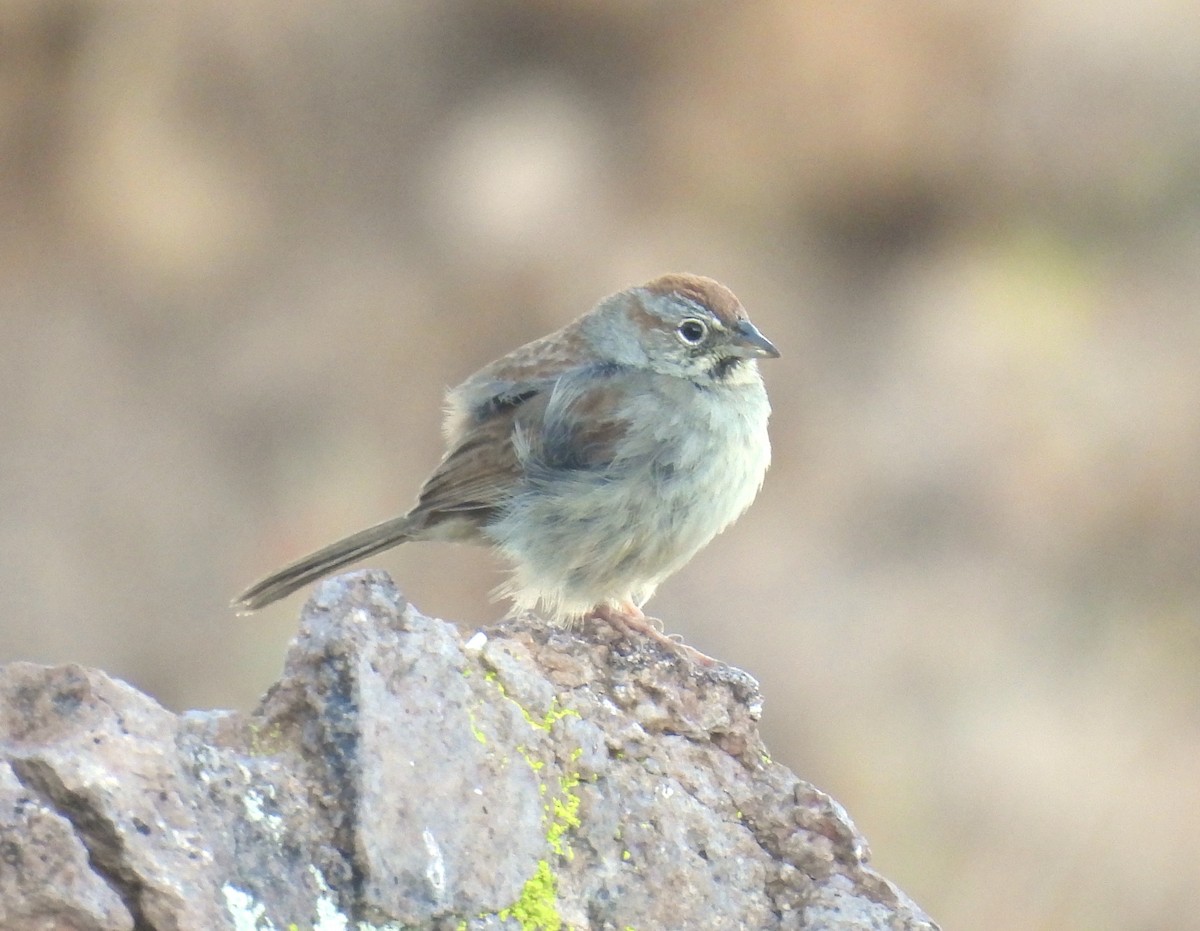 Rufous-crowned Sparrow - ML617026180