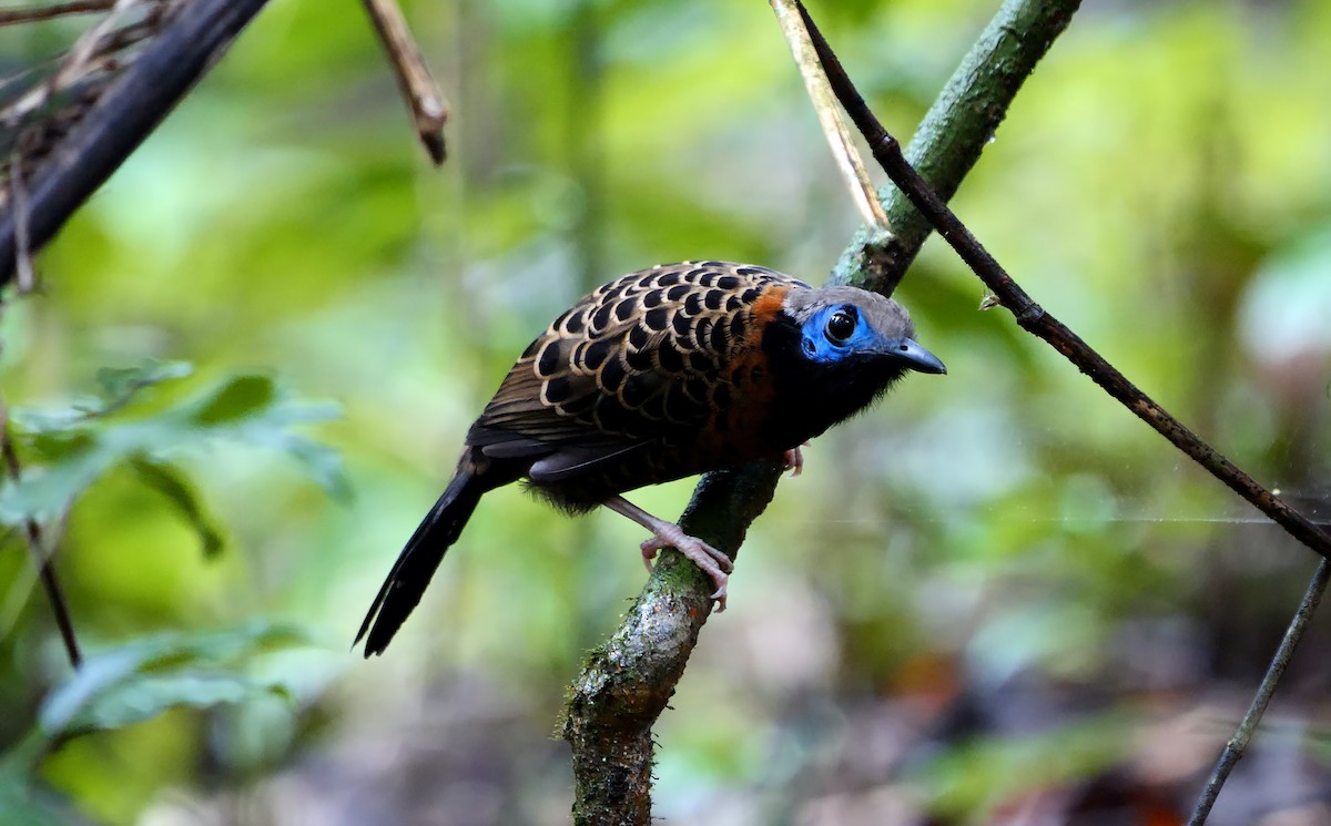 Ocellated Antbird - ML617026219