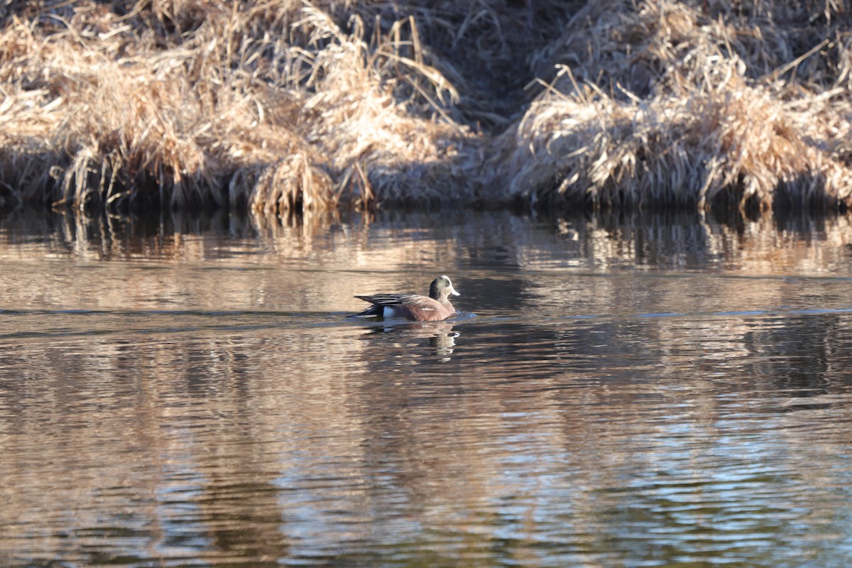 American Wigeon - ML617026222