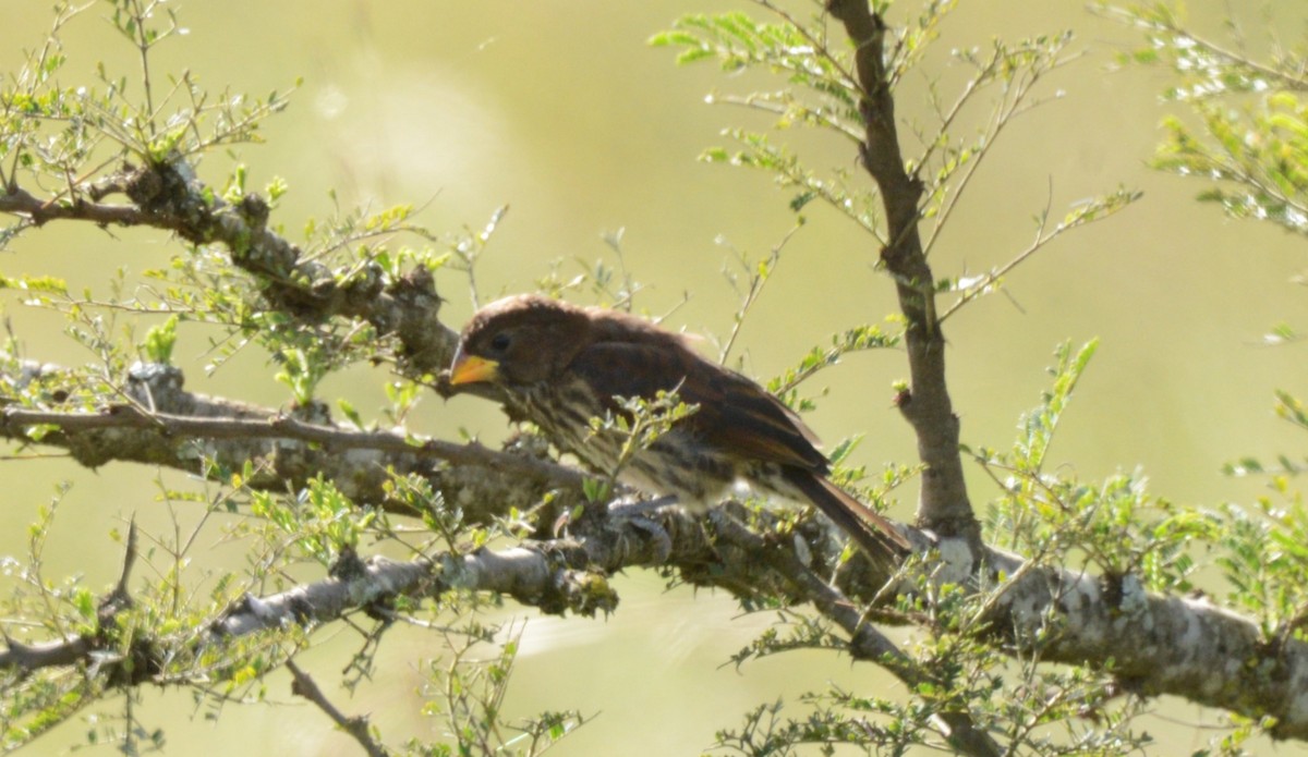 Grosbeak Weaver - Bertina K